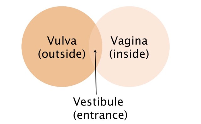 vulva
