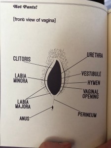 vulva hot pants
